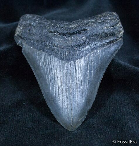 Sharp Inch Georgia Megalodon Tooth #1438